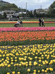 チューリップ見学